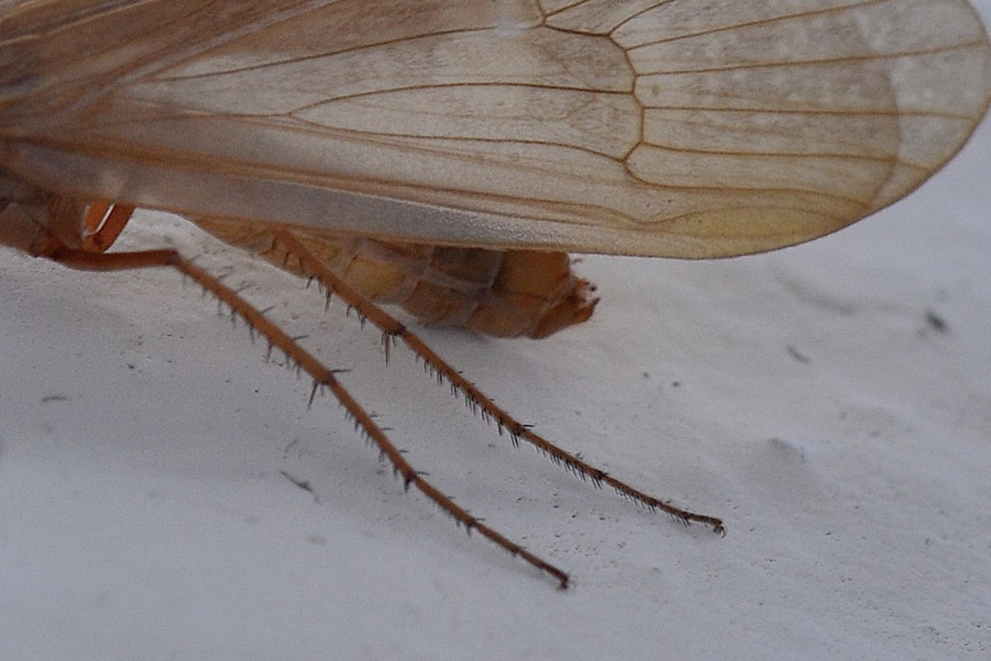 Limnephilidae:  cfr. Stenophylax sp.